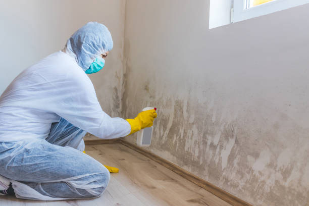 Licensed Mold Inspection service in Perth Amboy, NJ - WQB Mold Removal