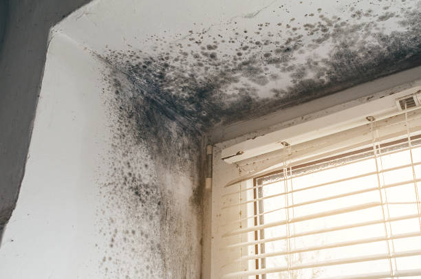 Affordable Mold Inspection solutions in Perth Amboy, NJ